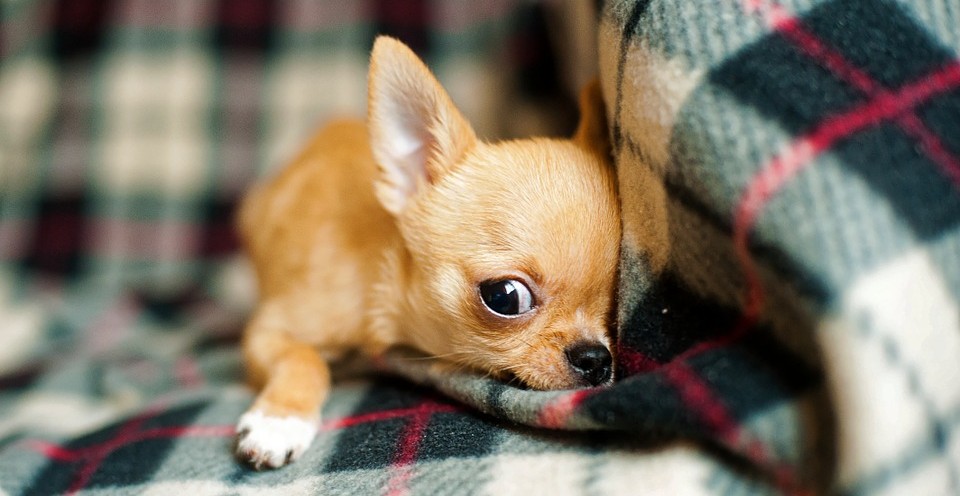 chihuahua-puppy-958203_960_720